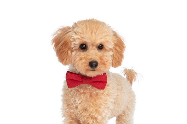 perro caniche fresco con una corbata roja en el cuello y mirando hacia otro lado en una pose de moda - Foto, imagen