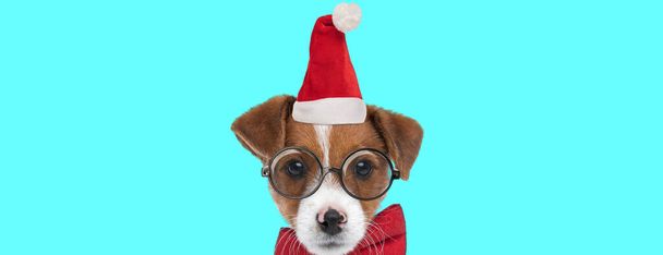 aranyos Jack Russell terrier kutya mutatja csak a fejét, visel karácsonyi kalap, szemüveg és csokornyakkendő - Fotó, kép