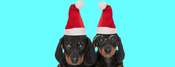 zwei entzückende Teckel-Hunde mit Weihnachtsmützen und Brillen vor blauem Hintergrund - Foto, Bild