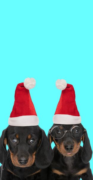 portrait of two adorable teckel dogs wearing eyeglasses and Santa Claus's hat against blue background - Photo, Image