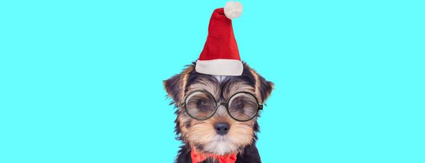 cute yorkshire terrier dog wearing eyeglasses, bowtie and a christmas hat against blue background - Photo, Image