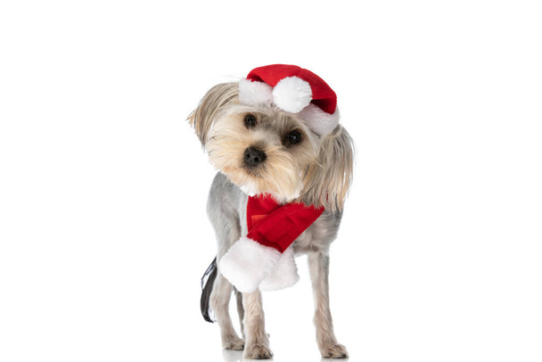 サンタ・クラウスの帽子をかぶった可愛いヨークシャー・テリアの犬と白い背景のスカーフ - 写真・画像