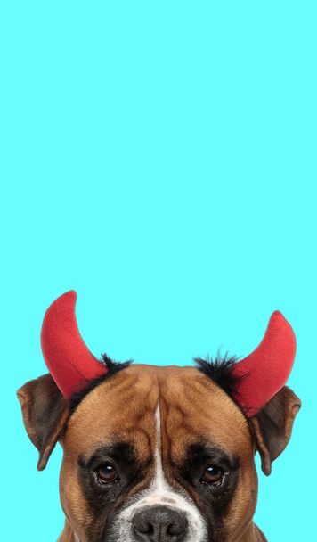portrait d'un chien boxeur mignon cachant son visage de la caméra et portant des cornes du diable - Photo, image