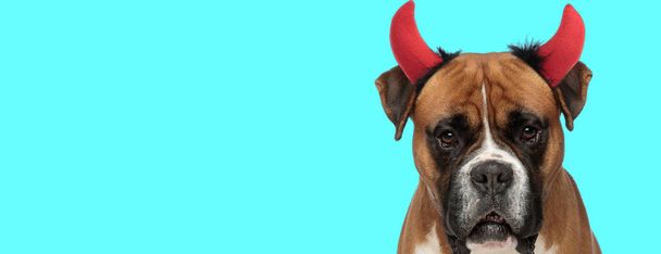landschap van een schattige bokser hond dragen duivel horens tegen blauwe achtergrond - Foto, afbeelding