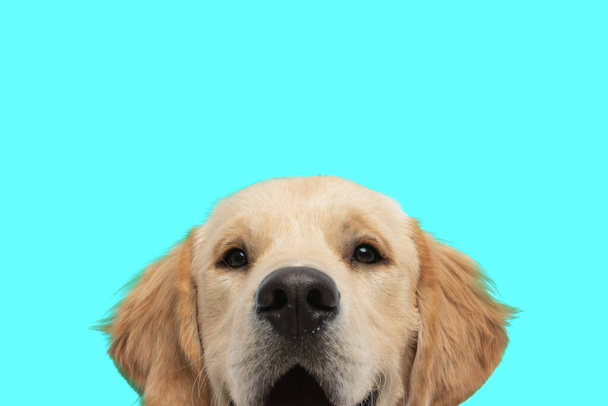 cute golden retriever dog showing only his face at the camera against blue background - Photo, Image