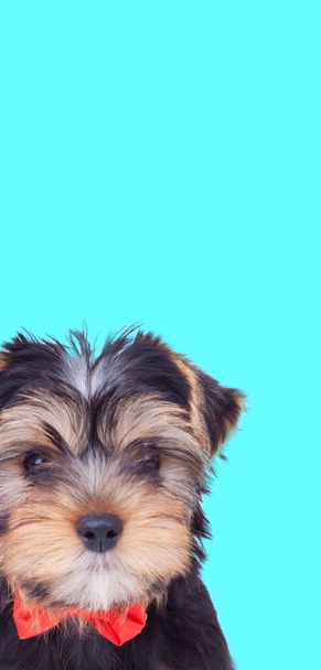 Porträt eines niedlichen Yorkshire Terrier Hundes mit roter Fliege vor blauem Hintergrund - Foto, Bild