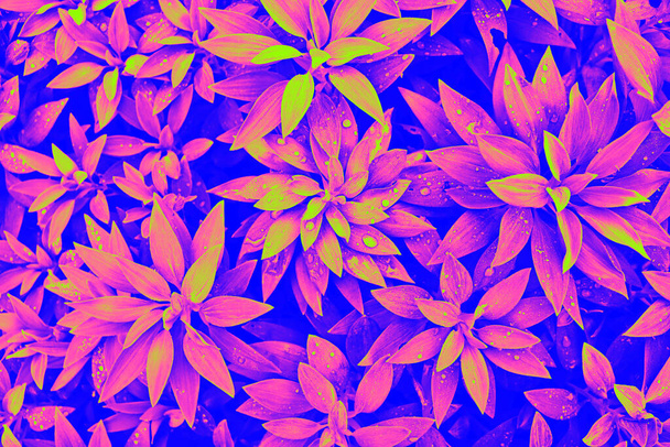 Fundo de néon azul-rosa com folhas tropicais. Folhas sem fim com gotas de água.  - Foto, Imagem