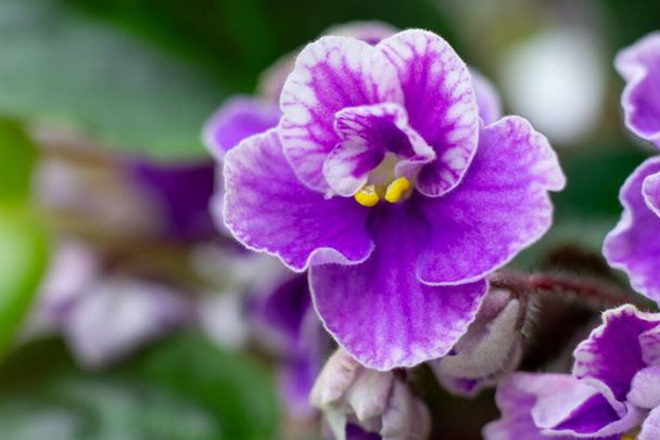 Macro foto de flor violeta africana saintpaulia en color lila. Decoración de plantas caseras - Foto, imagen