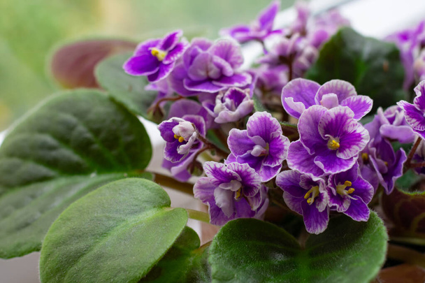 Lot of blooming african violet flowers saintpaulia  with green leaves on windowsill as home decoration - Foto, Bild