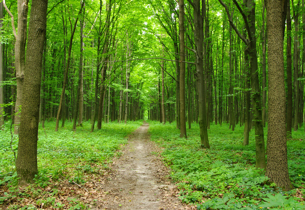 Green forest - Foto, Bild