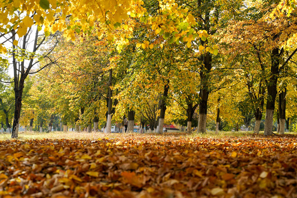 Follaje en otoño en el parque - Foto, Imagen