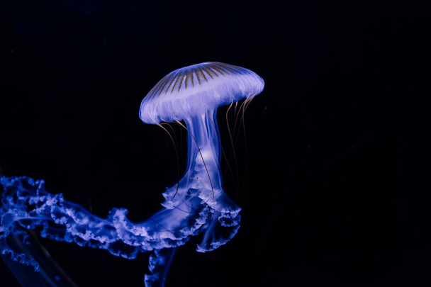 Медузы на синем фоне из Аквариума в Праге. - Фото, изображение