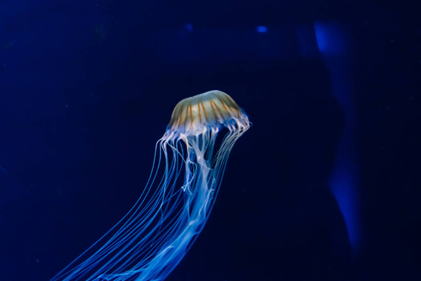 Quallen auf blauem Hintergrund aus dem Aquarium in Prag. - Foto, Bild