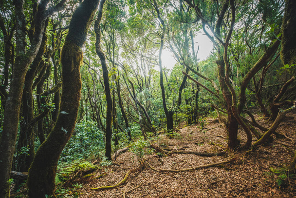 Dentro da floresta, laurel árvore paisagem, Anaga Selva - Foto, Imagem