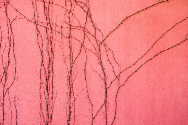 rizos bindweed a lo largo de la pared. planta seca sobre un fondo rojo. similitud con los vasos sanguíneos y las venas - Foto, Imagen
