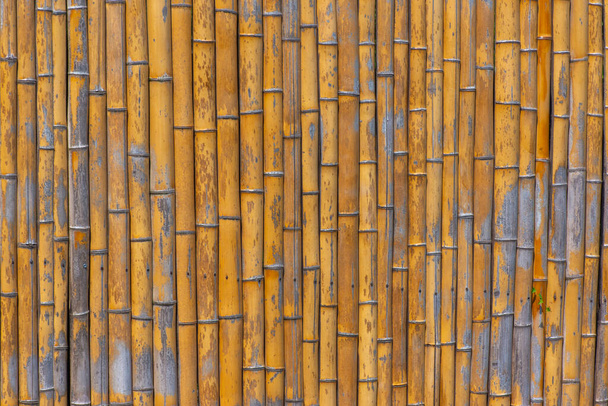 bamboo wall in the botanical garden in Batumi - Zdjęcie, obraz