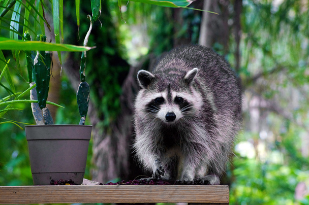 wild raccoon looking at viewer - Photo, Image
