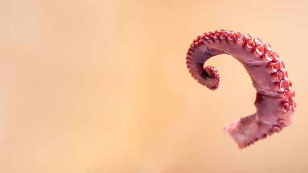 octopus klauw verse zeevruchten zee reptielen portie maaltijd snack op de tafel kopiëren ruimte voedsel achtergrond rustiek  - Foto, afbeelding