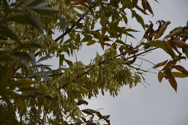 Hojas verdes y fruta alada de un árbol Acer Negundo (Box Elder o Ashleaf Maple) .Rama Acer negundo
. - Foto, imagen