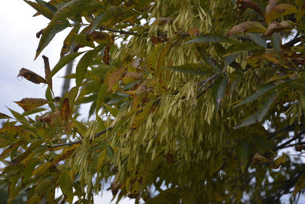 Green Leaves and Winged Fruit of a Acer Negundo Tree (Box Elder or Ashleaf Maple).Acer negundo branch. - Photo, Image
