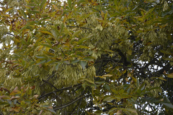 Hojas verdes y fruta alada de un árbol Acer Negundo (Box Elder o Ashleaf Maple) .Rama Acer negundo
. - Foto, Imagen