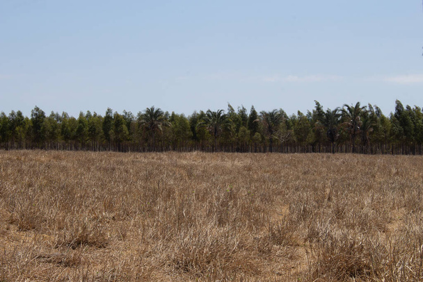 Pappzaun mit Eukalyptusplantage im Hintergrund - Foto, Bild