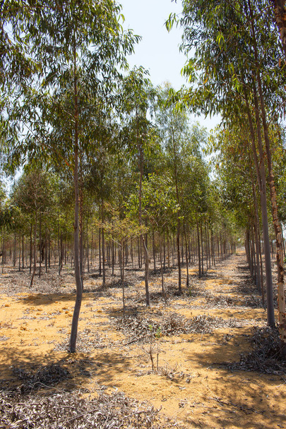 Eukalyptusplantage an einem sonnigen Tag - Foto, Bild