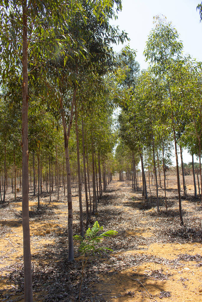 plantage van eucaliptus boom op een zonnige dag - Foto, afbeelding