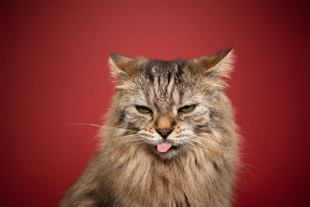 rozzlobený nadýchaný kočka trčí jazyk na červeném pozadí skládací zpět uši - Fotografie, Obrázek