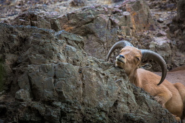 West caucasian tur goat  - Фото, зображення