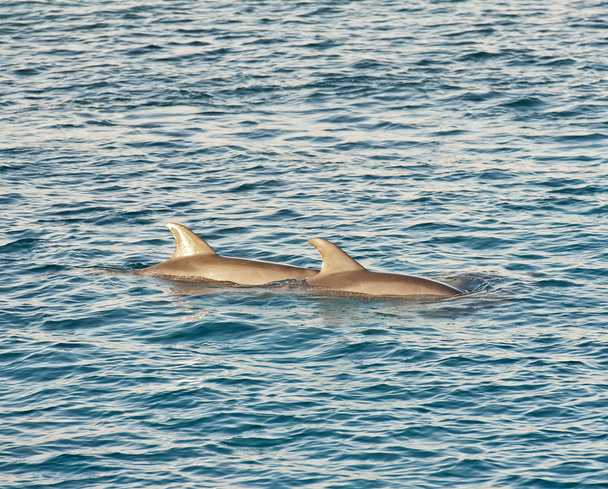Дельфины-бутылки проникают в воду
 - Фото, изображение