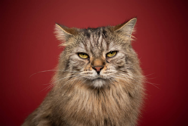 Tüylü kedi gücenmiş ya da kızgın bir ifade takınıyor. - Fotoğraf, Görsel