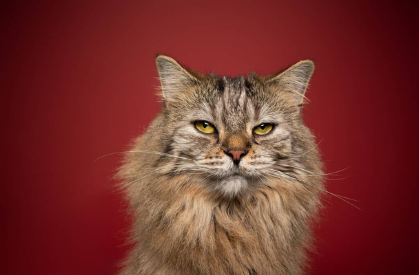 gato tabby esponjoso con ojos amarillos retrato sobre fondo rojo mirando seriamente - Foto, Imagen