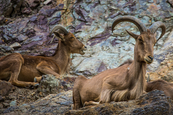 West caucasian tur goat  - Фото, зображення