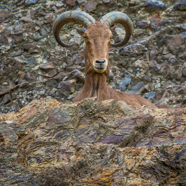 West caucasian tur goat  - Foto, afbeelding