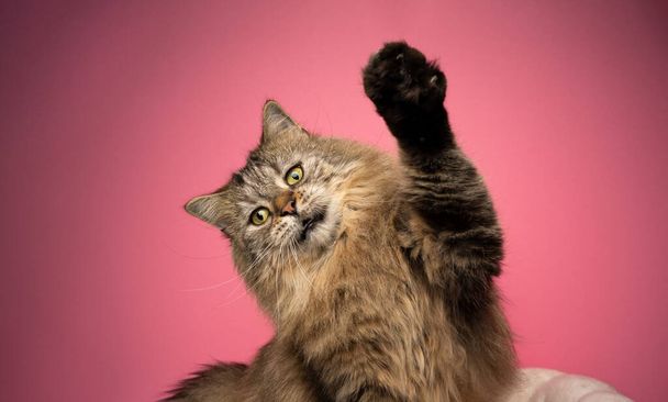 playful tabby norwegian forest cat raising paw on pink background - Photo, Image