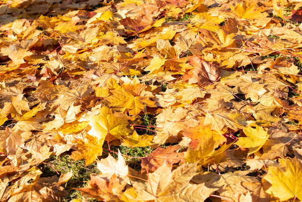 Feuilles jaunes d'automne sur le sol gros plan - Photo, image