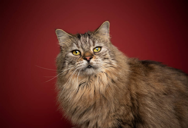 пухнастий таббі норвезький лісовий кіт з жовтими очима портрет на червоному тлі
 - Фото, зображення