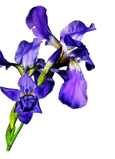 flores da íris azul isolado no fundo branco - Foto, Imagem