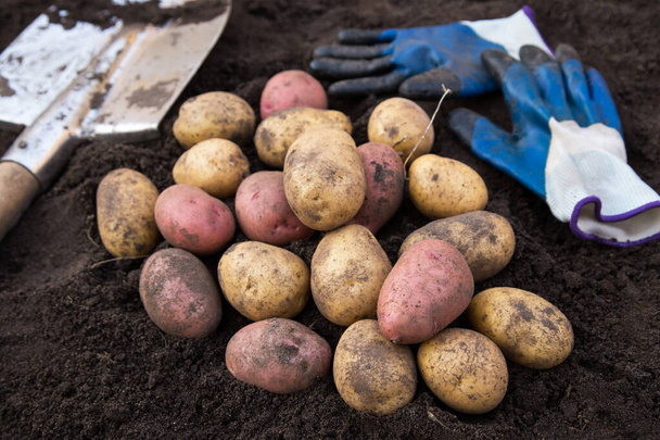 Organic potato harvest close up. Freshly harvested pink and yellow potatoes with shovel and gloves on soil, ground in garden - Фото, зображення