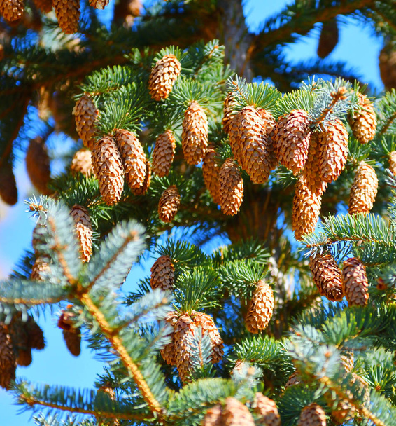 Kävyt sinisellä kuusella tai piikikäs kuusi (latina. Picea pungens)  - Valokuva, kuva