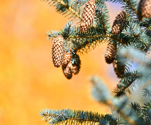 Cones em abeto azul ou abeto espinhoso (latim. Picea pungens)  - Foto, Imagem