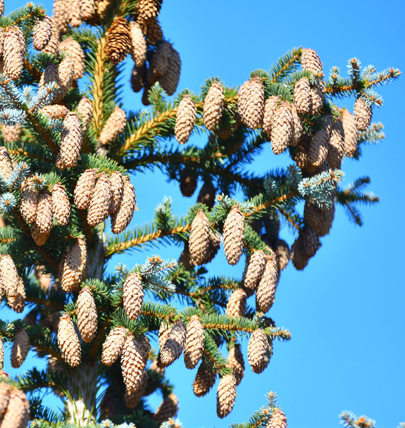 Cones on blue spruce or prickly spruce (Latin. Picea pungens)  - Photo, Image