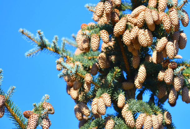 Cones em abeto azul ou abeto espinhoso (latim. Picea pungens)  - Foto, Imagem