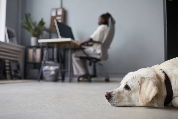 Valkoinen koira odottaa toimistossa - Valokuva, kuva