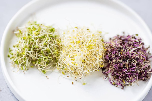 Flat lay top view of microgreens assortment on gray concrete background. Fresh alfalfa sprouts, broccoli flower buds, coral buds, mixed garnish. Healthy lifestyle. Growing sprouts. Green living - Photo, image