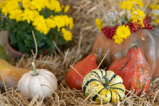 Осенняя композиция с тыквами в деревенском стиле. - Фото, изображение