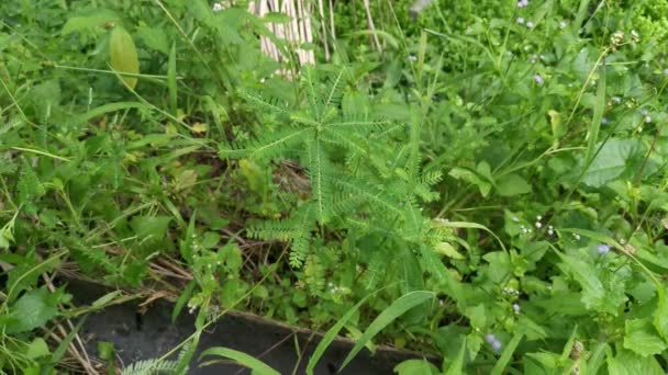 Phyllanthus urinaria planta que crece en la naturaleza - Imágenes, Vídeo