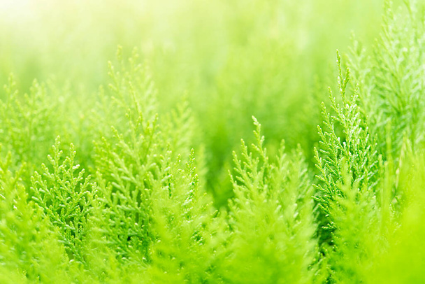 Lichtgroene eco achtergrond van groene planten met zachte focus en kopieer ruimte - Foto, afbeelding