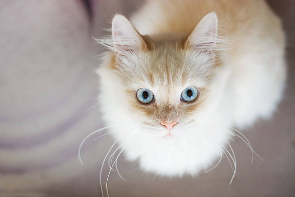 A white cat in a crouching position with a wide eyed surprised - Photo, Image